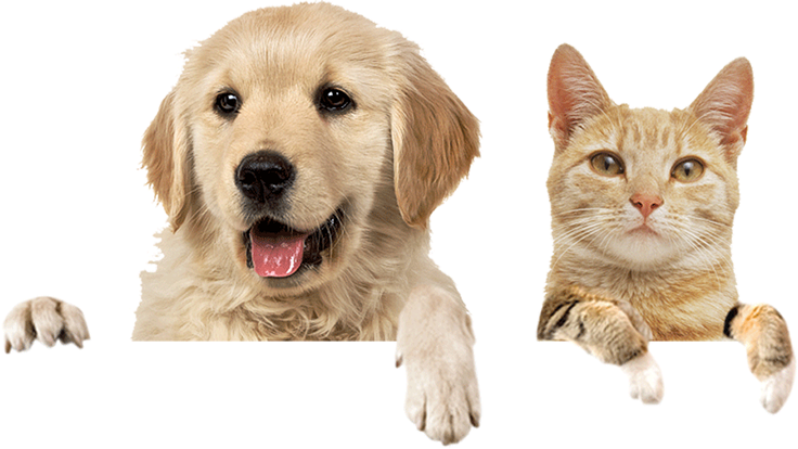 Missão, Visão e Valores - ONG CãoDomínio